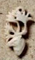 Stag Pendant