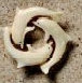 Triple Dolphin pendant
