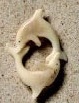 Dolphin Circle
